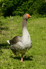 Oie de Toulouse