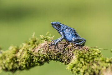 A beautiful adult female blue dyeing poison dart frog (Dendrobates tinctorius azureus).