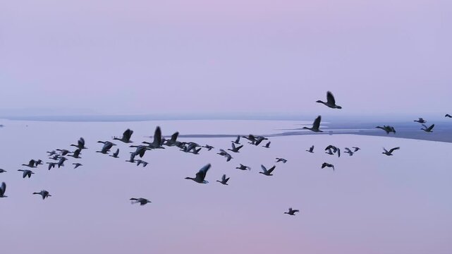 Wild geese start from the lake and fly into the sky | Wild geese flying in the sky