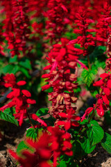 Amaranthus cruentus, red amaranth in garden.
