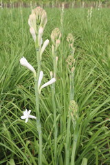 Tuberose flower plant on farm for harvest