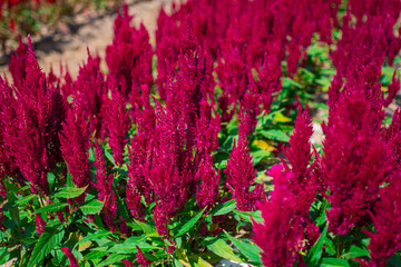 Amaranthus cruentus, red amaranth in garden.