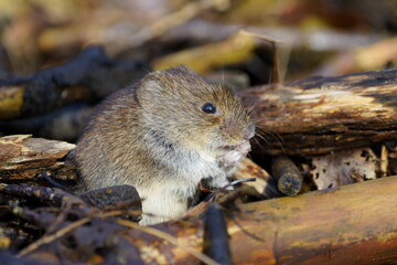 vole in action
