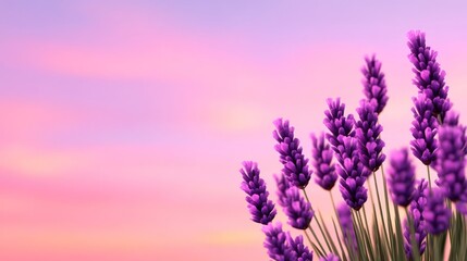 Fototapeta premium Lavender flowers against a soft pink sunset sky.