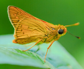 Telicota bambusae | Telicota bambusae butterfly 