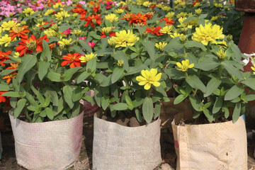 Zinnia angustifolia flower plant on nursery