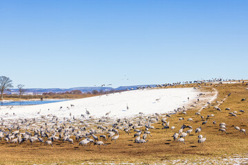 Migratory cranes on a hill at springtime
