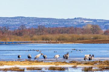 Flock of Cranes standing at a lakeshore in springtime
