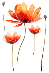 Set of watercolor flowers. Scenic drawing of red poppies isolated on white background.
