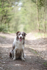 A border collie dog looks into the camera. The dog sits up and smiles.