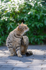 Kitten sitting on the floor.