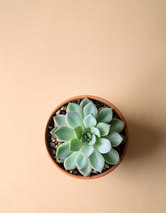 Green plant on light nude background minimal top view flat lay with top copy space