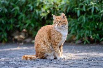 Kitten sitting on the floor.