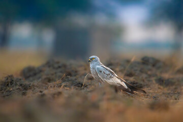 Pallid harrier