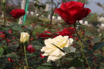 multiple colored rose plant on farm