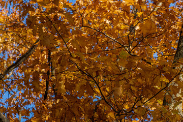 Magical nature theme. Yellow leaves of autumn red oak Quercus rubra glow golden in rays of autumn sun. Sun rays fall on leaves. Nature concept for design.