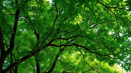 Obraz premium Lush Green Tree Canopy AI Photo - Nature Photography