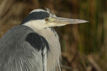 A head shot of a Grey Heron (Ardea cinerea) hunting for food at the edge of a pond.