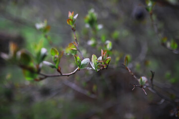 Close-Up of Budding Tree Branches in Early Spring with Soft Background Bokeh