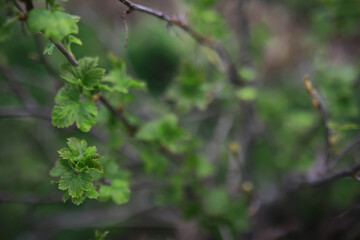 Fresh Green Leaves on Branches in Natural Spring Garden