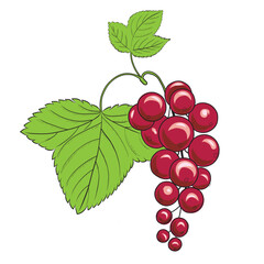 Redcurrant hand drawn vector illustration in sketch style. Colored image of hatched image of summer berry on a branch. For packaging and design.