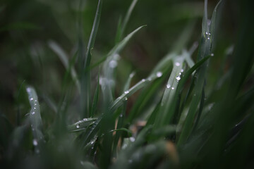 Close-Up of Dew-Covered Grass Blades in a Lush Green Meadow