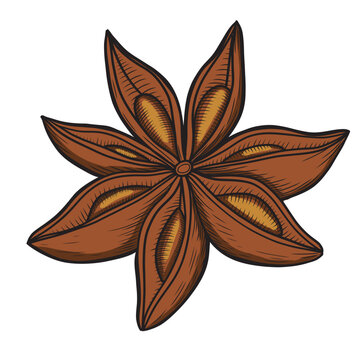 brown star anise spice isolated clip art preview