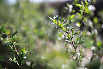 Fototapeta premium Close-up of Lush Green Foliage in Sunlit Garden