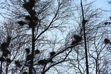 Bare Trees and Bird Nests Against Winter Sky in Early Morning Light