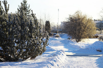 Snow-Covered Winter Park Path with Frosty Trees Under Clear Blue Sky