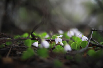 Delicate White Flowers Blooming on Forest Floor in Early Springtime