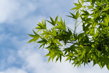 YLeaves of Liquidambar styraciflua or American sweet gum tree glow in sunlight against blue sky. Young carved leaves on branch of amber tree on clear sunny day in spring garden. Place for your text.