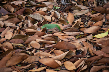 Dry ficus leaves on the ground close-up abstract natural background