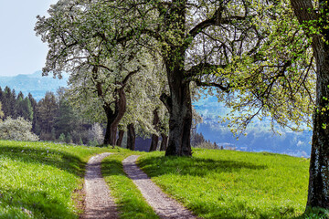 Blossoming in spring  in the Mostviertel
