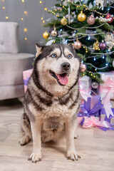A large husky dog ​​sits against a background of a Christmas tree and decorations.