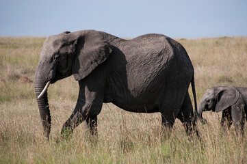 elephant in the savannah