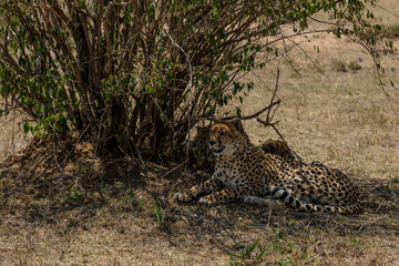 cheetah in the savannah