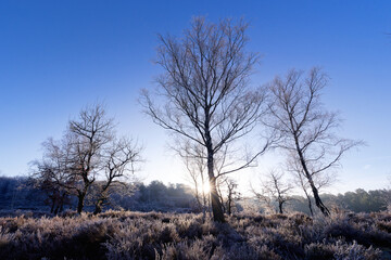 Frozen morning in the Hot Valley. Fontainebleau forest Massif