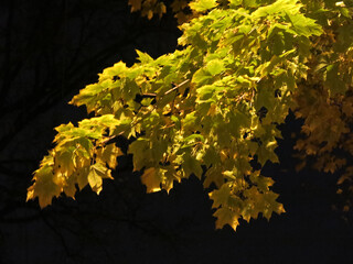 maple branch illuminated by a street lamp