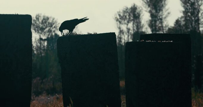 In the gloomy atmosphere of a cemetery, a crow feeds on bread crumbs spread on stones. Flies become visible in contrast.