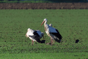 cicogne nel campo di grano