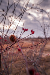Landscape Bulgarian village