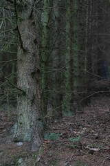 Dark Forest with Pine Trees and Mossy Ground