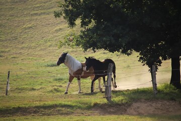 Two Horses Running on a Sunny Pasture Near a Fence