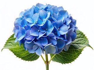 Obraz premium Close-up of Soft Blue Hydrangea Flower on White Background - Stock Photo