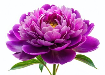 Close-up Purple Peony Flower on White Background, Isolated Clipping Path, Nature Photography for Design