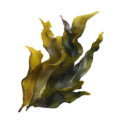 Fototapeta premium Nutrient-Rich Seaweed for Culinary and Health Uses on transparent background