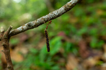 red ants with food, macro shot