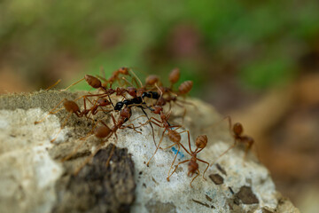 red ants with food, macro shot