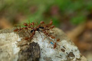 red ants with food, macro shot